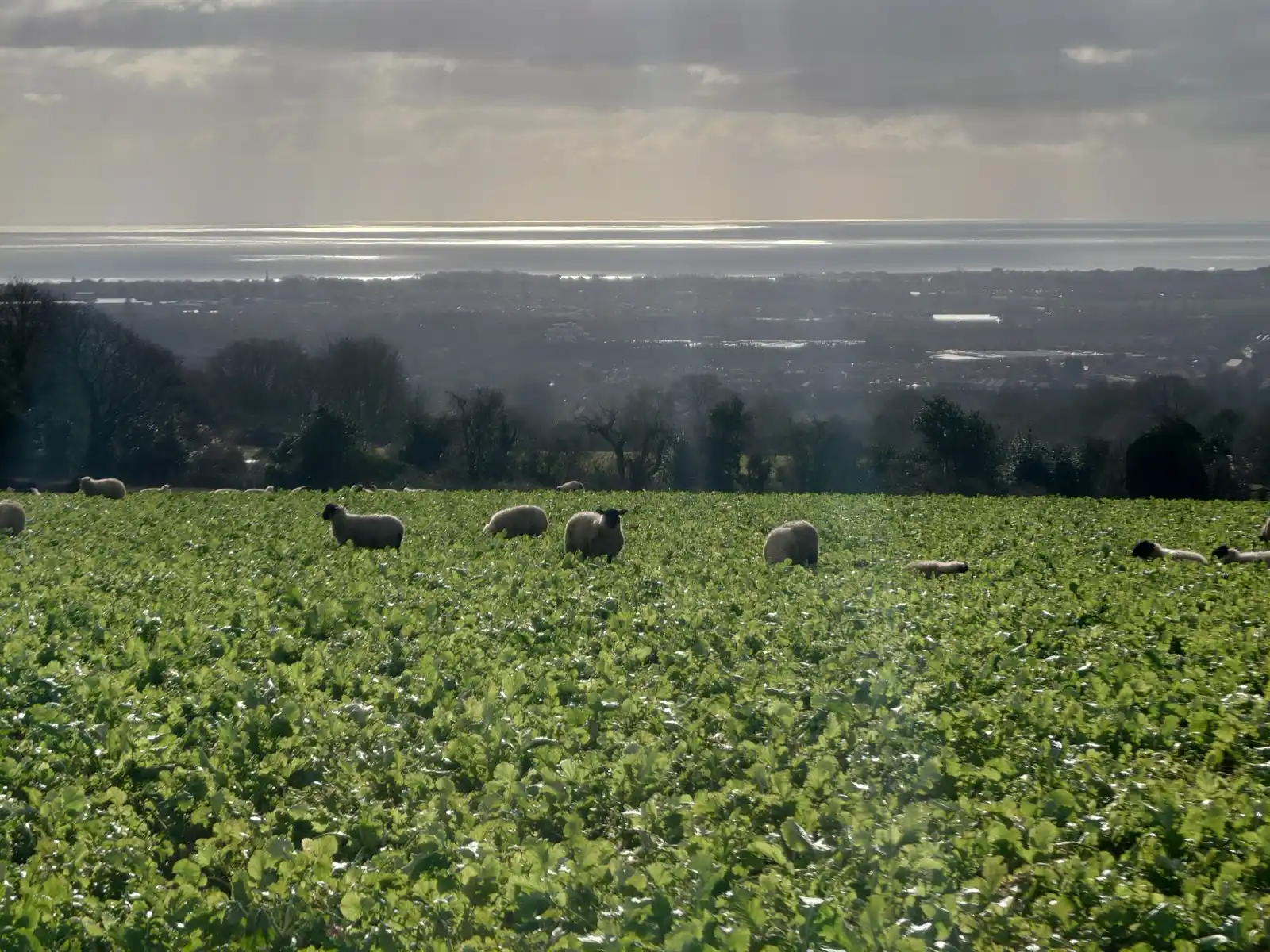 Arun to Adur Farmers Group