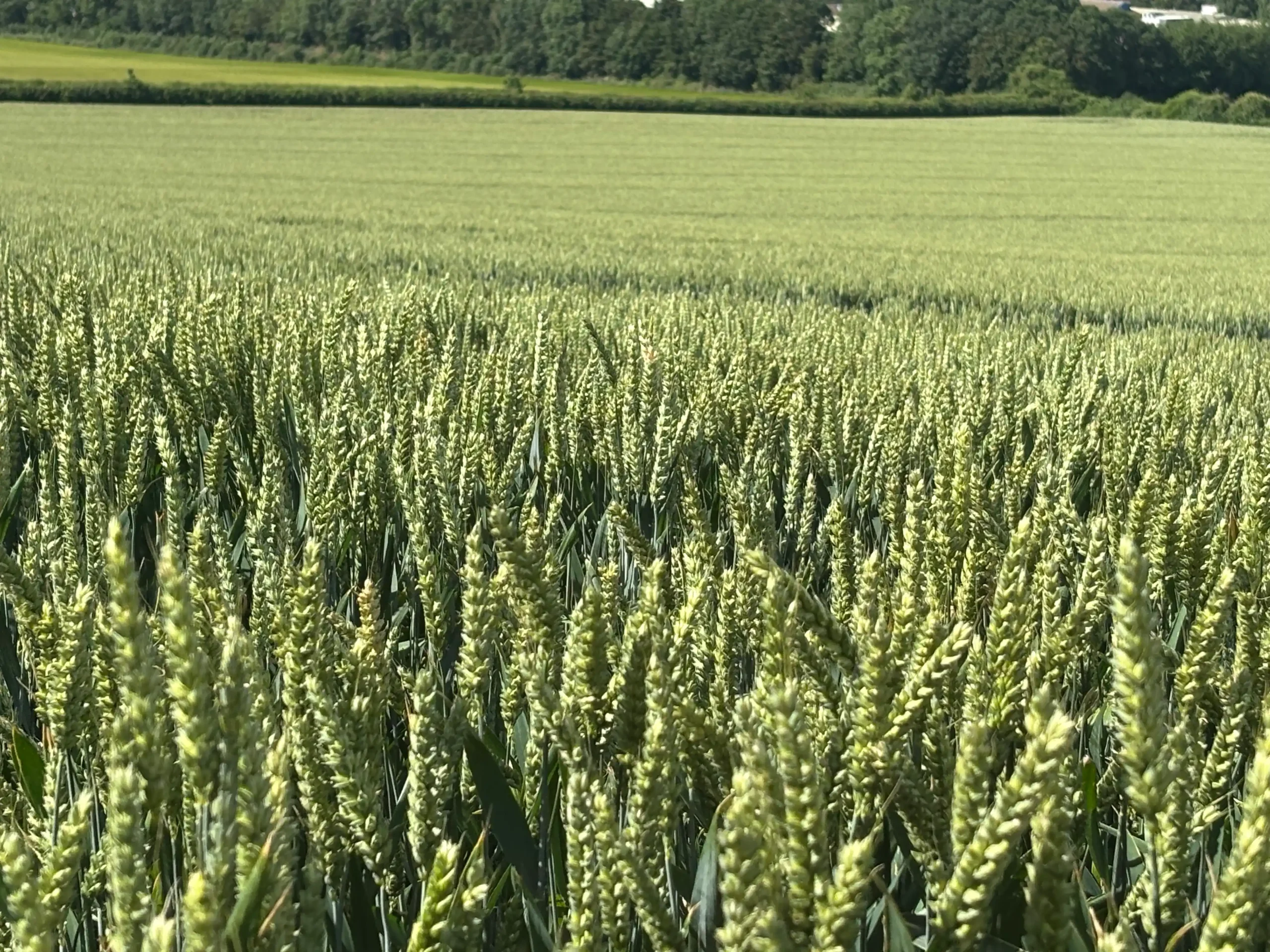 Arun to Adur Farmers Group